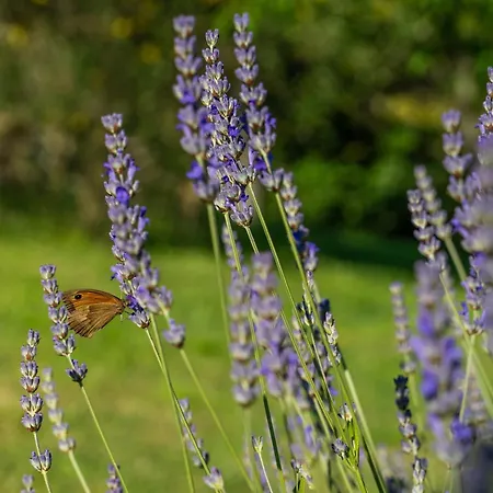 公寓 For Families With Children Presika, - 11656 拉宾