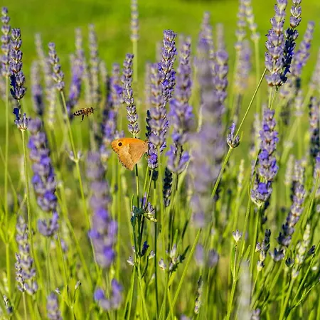 For Families With Children Presika, - 11656